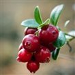 berry - bearberry medvedica