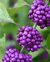 berry - beautyberry krásnoplod