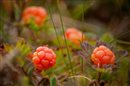 berry - cloudberry moruška