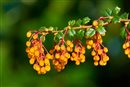 berry - darwin´s barberry