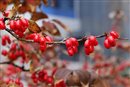 berry - dogwoodberry - drienka