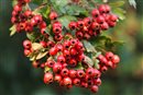 berry - howthornberry hloh