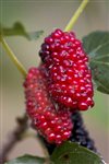 berry - mulberry red morša červená