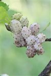 berry - mulberry white moruša