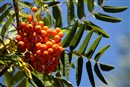 berry - rowanberry jarabina