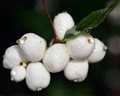 berry - snowberry imelovník