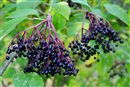 berry -elderberry baza 2