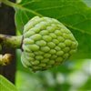 cherimoya