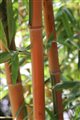 masáž bambus 2 pxb