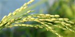 ryža rastlina pxb